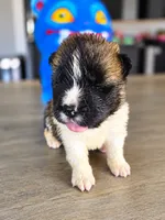 Nala, a female Akita for sale in Hayden, ID – 1 of 3