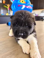 Eddie, a male Akita for sale in Hayden, ID – 2 of 3