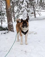 Henry, a male Akita for sale in Hayden, ID – 3 of 4