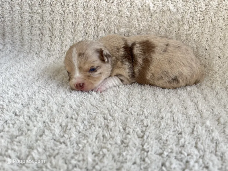 Skylar – Chihuahua puppy for sale in Mount Perry, OH