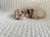 Skylar, a female Chihuahua for sale in Mount Perry, OH – 1 of 3