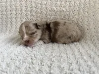 Skylar, a female Chihuahua for sale in Mount Perry, OH – 3 of 3