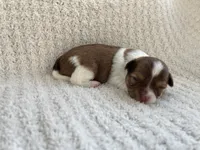 Brandon , a male Chihuahua for sale in Mount Perry, OH – 3 of 4