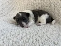 Neavah, a female Chihuahua for sale in Mount Perry, OH – 3 of 3