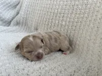 Ashley , a female Chihuahua for sale in Mount Perry, OH – 3 of 3