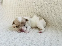 Callie, a female Chihuahua for sale in Mount Perry, OH – 2 of 3