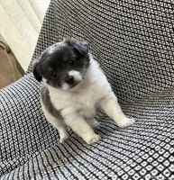 Neavah, a female Chihuahua for sale in Mount Perry, OH – 4 of 8