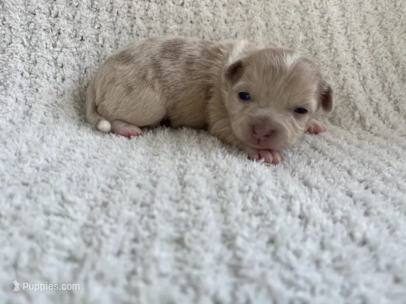 Ashley  – Chihuahua puppy for sale in Mount Perry, OH