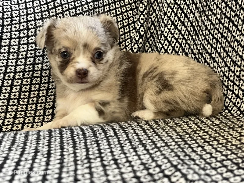 Skylar – Chihuahua puppy for sale in Mount Perry, OH
