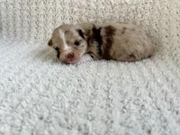 Skylar, a female Chihuahua for sale in Mount Perry, OH – 2 of 3