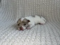 Callie, a female Chihuahua for sale in Mount Perry, OH – 3 of 3