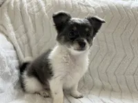 Neavah, a female Chihuahua for sale in Mount Perry, OH – 2 of 8