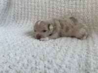 Ashley , a female Chihuahua for sale in Mount Perry, OH – 2 of 3