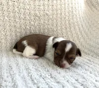 Brandon , a male Chihuahua for sale in Mount Perry, OH – 4 of 4