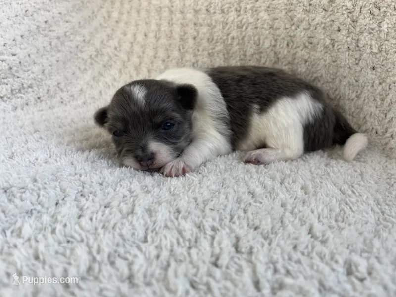 Neavah – Chihuahua puppy for sale in Mount Perry, OH