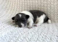 Neavah, a female Chihuahua for sale in Mount Perry, OH – 2 of 3