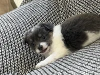 Neavah, a female Chihuahua for sale in Mount Perry, OH – 5 of 8