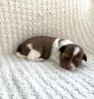 Brandon , a male Chihuahua for sale in Mount Perry, OH – 2 of 4