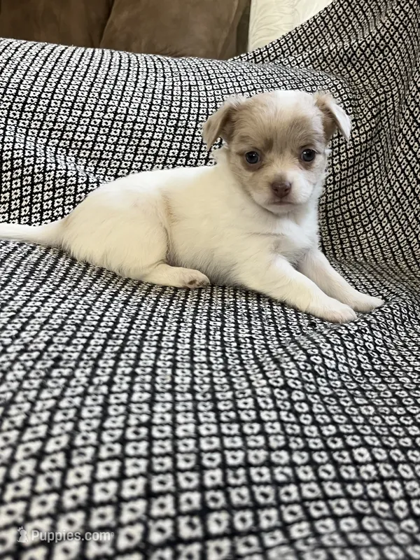 Callie – Chihuahua puppy for sale in Mount Perry, OH