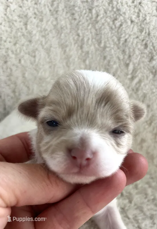 Callie – Chihuahua puppy for sale in Mount Perry, OH