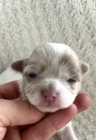 Callie, a female Chihuahua for sale in Mount Perry, OH – 1 of 3
