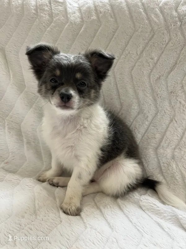 Neavah – Chihuahua puppy for sale in Mount Perry, OH