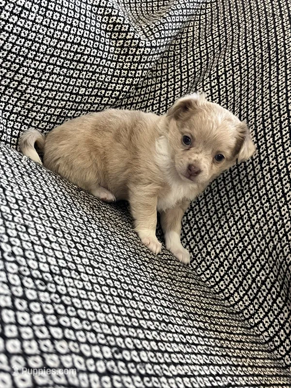 Ashley  – Chihuahua puppy for sale in Mount Perry, OH