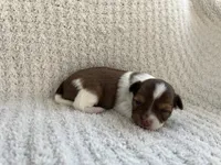 Brandon , a male Chihuahua for sale in Mount Perry, OH – 1 of 4