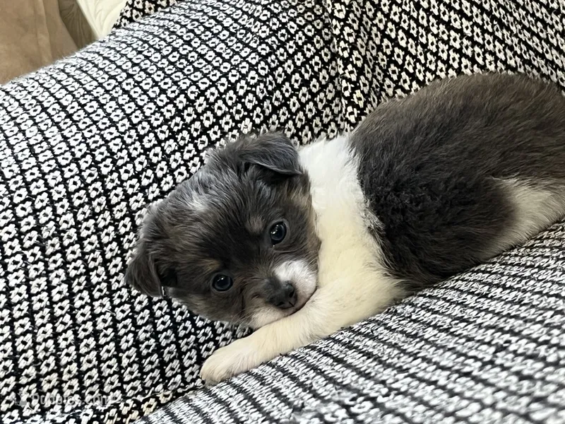 Neavah – Chihuahua puppy for sale in Mount Perry, OH