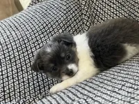 Neavah, a female Chihuahua for sale in Mount Perry, OH – 3 of 8