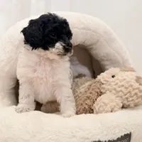 Bella, a female Miniature Goldendoodle for sale in Miami, FL – Photo 3 of 5