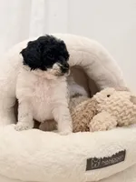 Bella, a female Miniature Goldendoodle for sale in Miami, FL – Photo 3 of 5