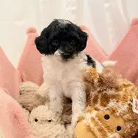 Bella, a female Miniature Goldendoodle for sale in Miami, FL – Photo 5 of 5