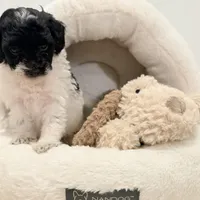 Bella, a female Miniature Goldendoodle for sale in Miami, FL – Photo 2 of 5