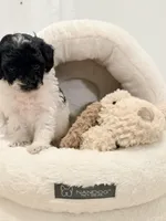 Bella, a female Miniature Goldendoodle for sale in Miami, FL – Photo 2 of 5