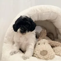 Bella, a female Miniature Goldendoodle for sale in Miami, FL – Photo 1 of 5