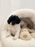 Bella, a female Miniature Goldendoodle for sale in Miami, FL – Photo 1 of 5