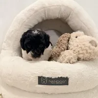 Bella, a female Miniature Goldendoodle for sale in Miami, FL – Photo 4 of 5