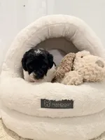 Bella, a female Miniature Goldendoodle for sale in Miami, FL – Photo 4 of 5