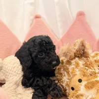 Milo, a male Miniature Goldendoodle for sale in Miami, FL – Photo 2 of 2