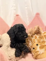 Milo, a male Miniature Goldendoodle for sale in Miami, FL – Photo 2 of 2