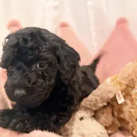 Milo, a male Miniature Goldendoodle for sale in Miami, FL – Photo 1 of 2
