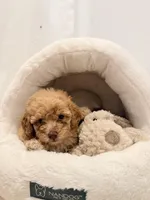 Luna, a female Miniature Goldendoodle for sale in Miami, FL – Photo 2 of 2