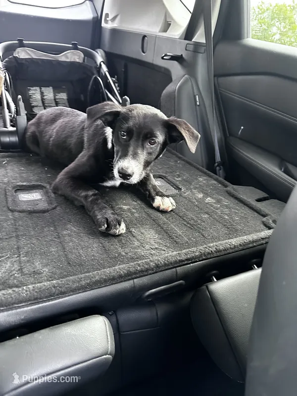 Girl – Border Collie, Labrador Retriever puppy for sale in Saint Hedwig, TX