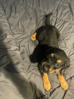 Shepweilers, a female Shepweiler for sale in Elkhart, IN – 4 of 6