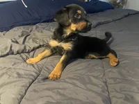 Shepweilers, a female Shepweiler for sale in Elkhart, IN – 3 of 6