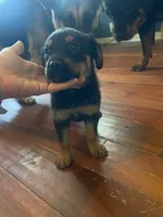 Shepweilers, a female Shepweiler for sale in Elkhart, IN – 5 of 6