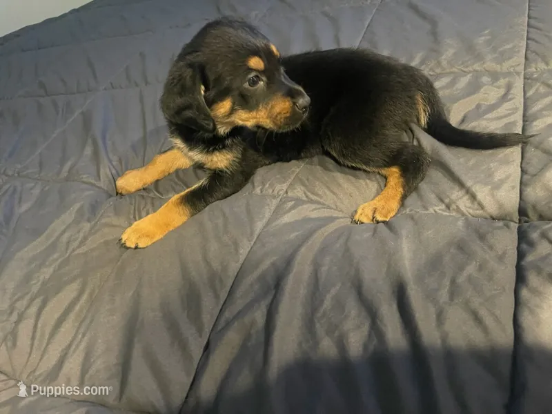 Shepweilers – Shepweiler puppy for sale in Elkhart, IN