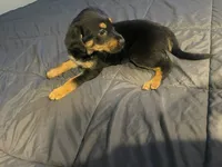 Shepweilers, a female Shepweiler for sale in Elkhart, IN – 1 of 6