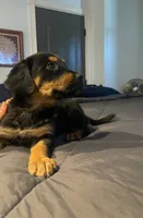 Shepweilers, a female Shepweiler for sale in Elkhart, IN – 6 of 6